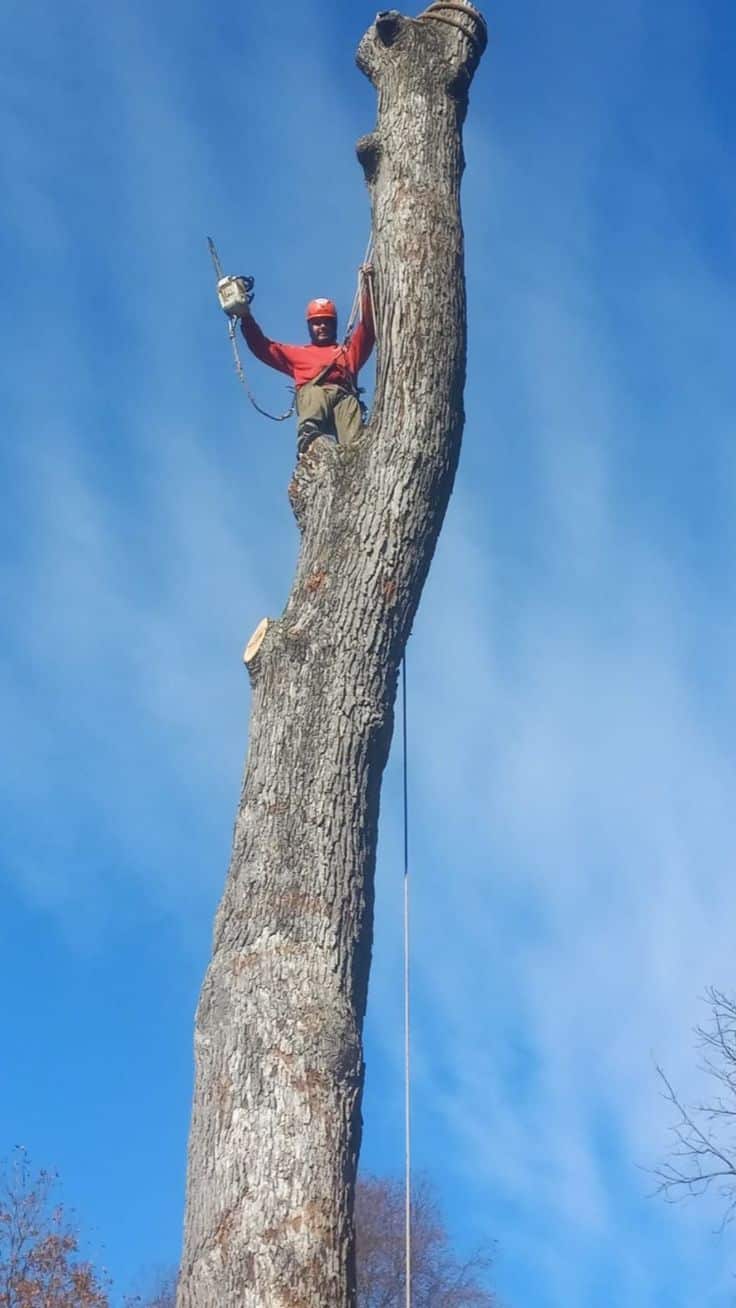 New Heights Tree Service Inc.