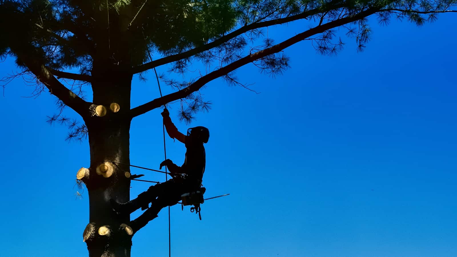 New Heights Tree Service Inc.