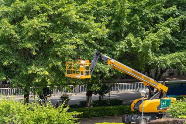 Tree Health